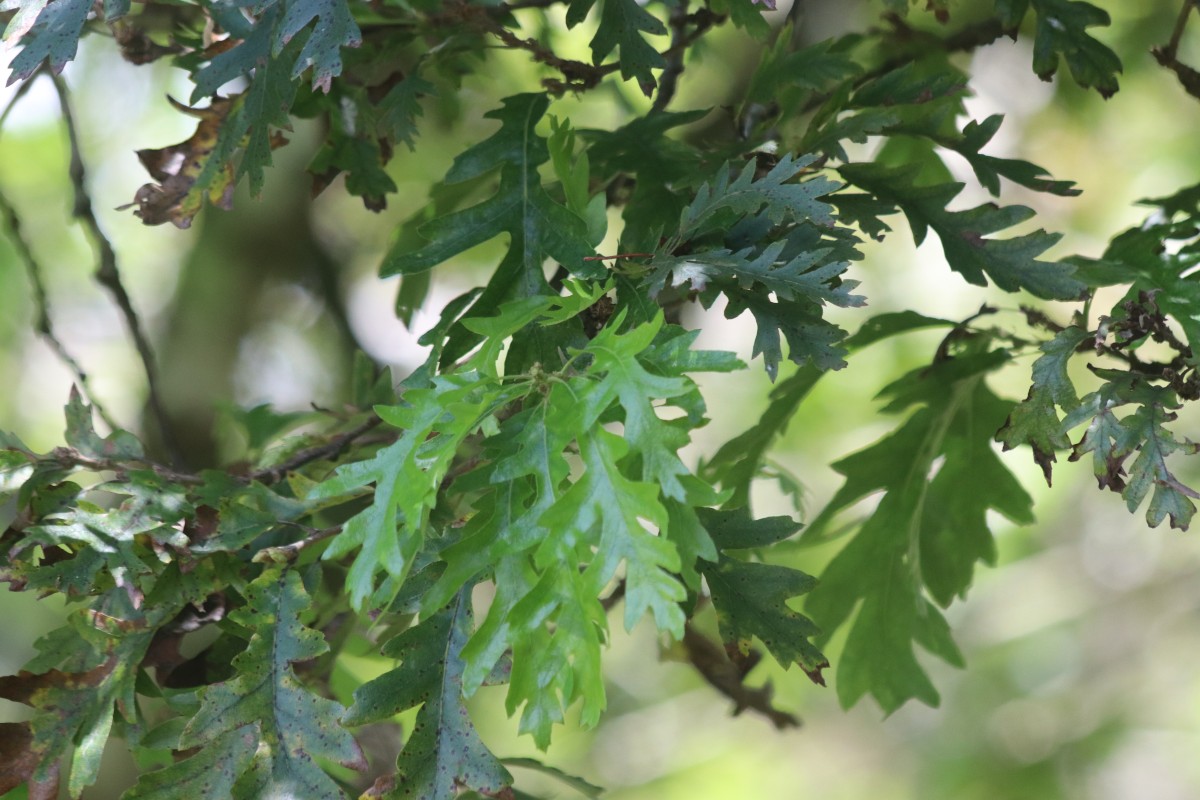 Quercus robur L.